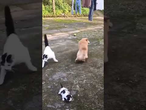 Mother cat horrible fight with a dog