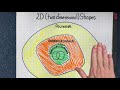 Exploring 2D Shapes: An Introduction
