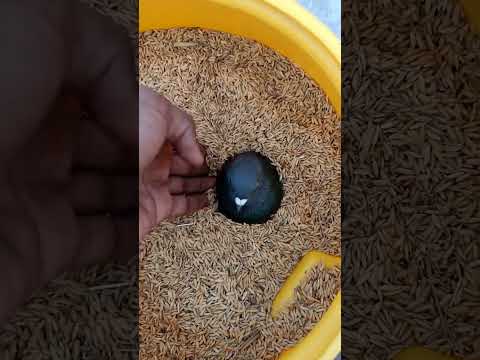 Kabutar डरम ke अंदर फस gyi 😱🥰 #shorts #youtubeshorts #video #viral