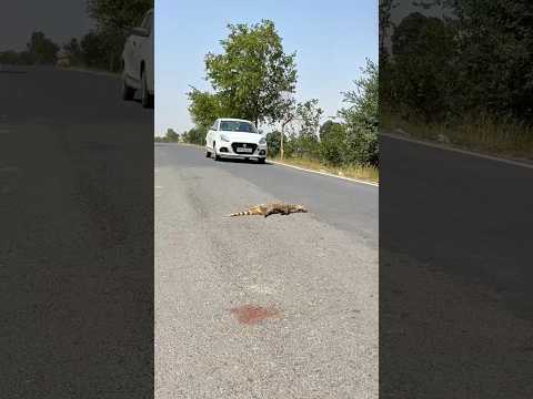 #Trending #ViralVideo #DogAccident #MasoomKutta #SadakParMaut #Bejubaan #AnimalLover #RoadSafety