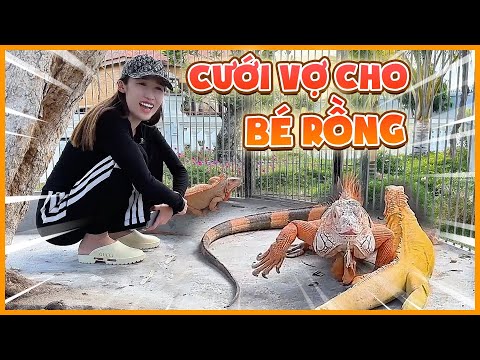 Nguyễn Huỳnh Như chơi lớn cưới cho bé rồng 2 cô vợ, chuyến này rồng mê dữ rồi…