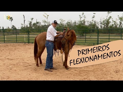 Os primeiros flexionamentos na doma