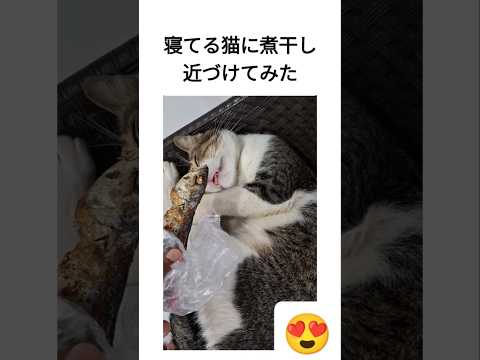 寝てる猫に煮干し近づけてみた
