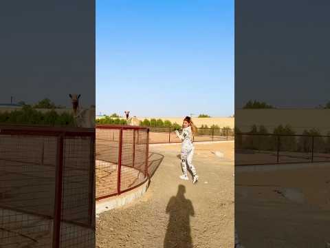 Dubai le pets #zoo
