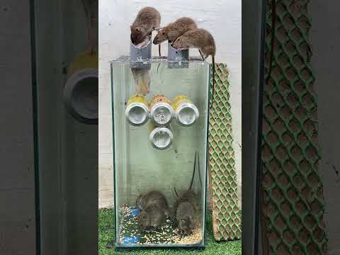 Easy mouse trap /testing mouse traps from scrap cans #rat #mouse #mousetrap #rattrap