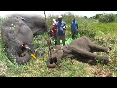 Treating mouth injured elephant |मुंह से घायल शिशु हाथी का उपचार|মুখে আহত একটি হাতির বাচ্চার চিকিৎসা