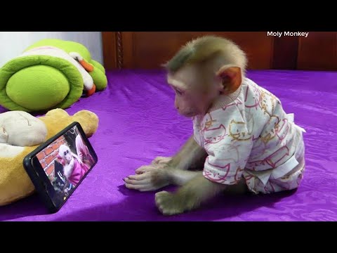 Little Moly Reaction While Watching Videos In Smart Phone | Moly Wonder And Try To Touch Phone