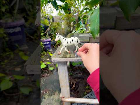 Funny frogs and ball Catching | Wep wep catchingfrogs funny | boing catch frogs make youlaugh