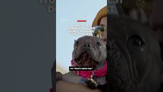 Meet the winner of 2025’s World’s Ugliest Dog Contest