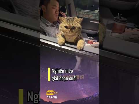 Nghiện mèo giai đoạn cuối kiểu 🤣