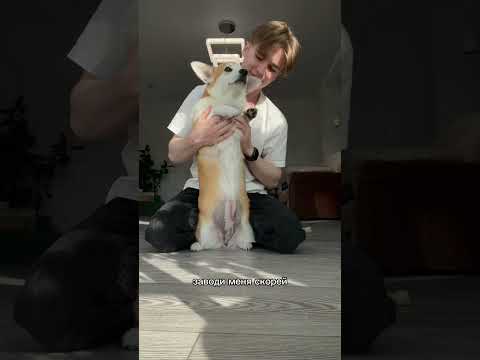 Лапы вверх-всем сладким булочкам посвещается #корги #животные #юмор #милюков