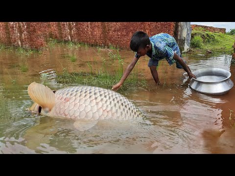 Amazing Hand Fishing Video | Traditional Boy Catching Fish By Hand in Pond Water #fishing