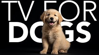 20 HOURS of Dog Adventure TV 💖🦮 Home Dog Adventures: Hike Nature Trails Virtually Together