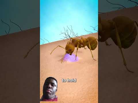 Ants #insects #animals #saysomething #subscribe #like #share