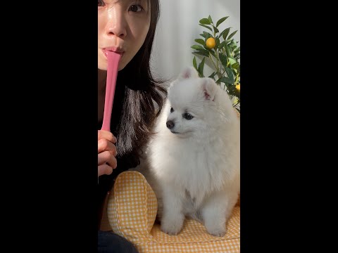 강아지 앞에서 혓바닥 잘린 척했더니 ㅋㅋㅋ