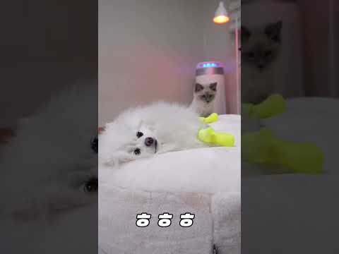 신발을 처음신어본 똑똑한강아지 반응