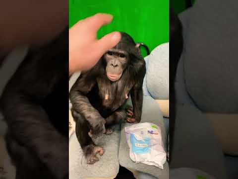 #shorts Совет молодым МАМАМ от ШИМПАНЗЕ Бони | Как продлить жизнь ПАМПЕРСАМ