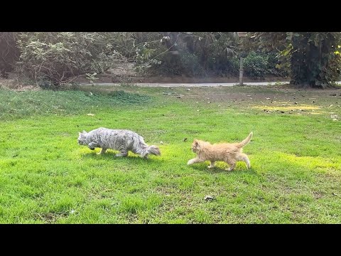 Mother cat training her kitten how to catch a bird and kitten is so excited