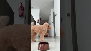 Funny and cute dogs compilation#funnydogs#cute#doglover#doglife#cure#dogshorts#pet#doglife