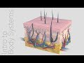 Exploring the Integumentary System: Functions and Layers