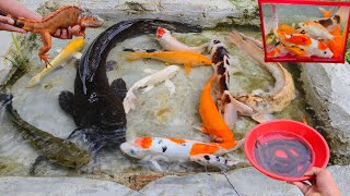 Catch monster catfish, there are ornamental fish, koi fish, snakehead fish, betta fish eels lobsters