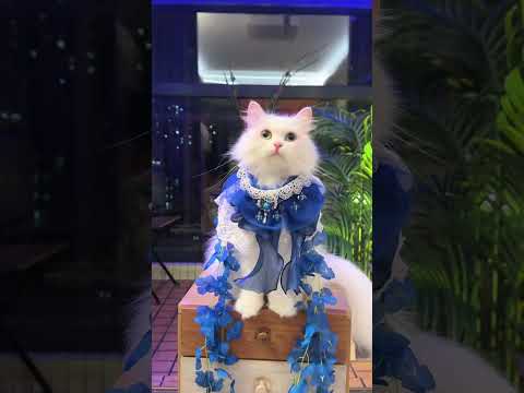 Three cats, one runway #catsoftiktok #cat #pets #catwalktour #giveusourstolenmoneyback #cute