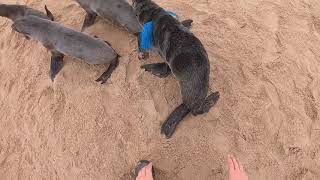 Seal Rescue from Blue Webbing