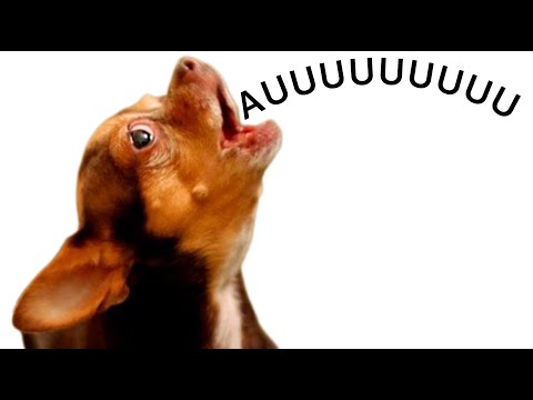 FAÇA SEU CACHORRO UIVAR IMEDIATAMENTE | PINSCHER FILHOTES