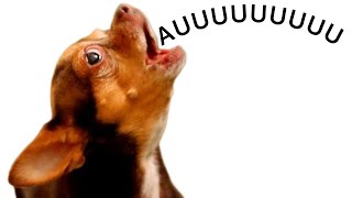 FAÇA SEU CACHORRO UIVAR IMEDIATAMENTE | PINSCHER FILHOTES