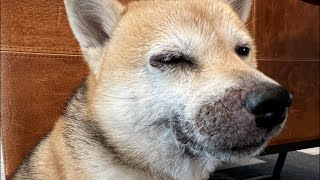 経過報告と新たに発見した病気について