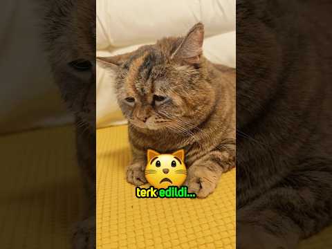 Bu Kedi Çok Zeki!🧠😱❤️