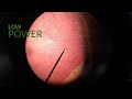 Observing Cells Under a Microscope