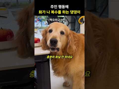주인이 했던 행동에 화가 나 복수를 하는 댕댕이