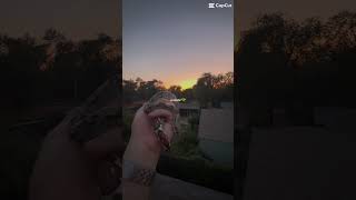 #reptiles #fyp #shorts #viral #trending #sunset #snake #pets #animals #music #chill #views #nature