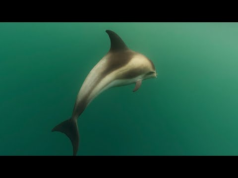 ЗАСНЯЛИ ДЕЛЬФИНА ЗА ПОЛЯРНЫМ КРУГОМ. КУПАЕМСЯ В БАРЕНЦЕВОМ МОРЕ.