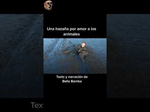 Una hazaña por amor a los animales #historiasdeanimales #animales