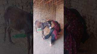 🤣 This Donkey Just Stole the Show! #funnydonkey #comedy #donkeycomedy