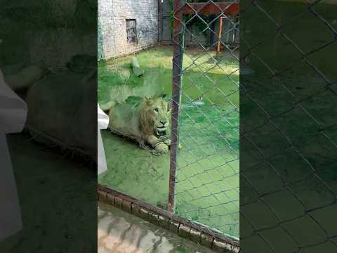 Episode 912: Pet lion babu shifting farm cage ❤️🦁😩