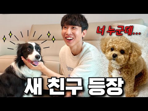 저희집에 새로운 강아지가 왔습니다! 근데 토리의 반응이...