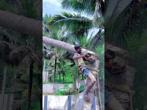 Tree cutter Suyambu Tamilnadu tree cutter