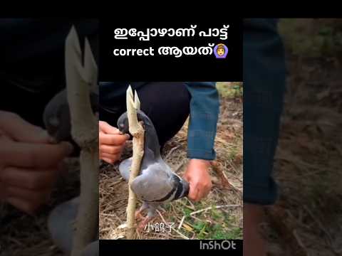 Pravu fry😱#trending #shortvideo #shortsindia #viralvideo #funny #pegion #dove #weird #fry #ytshorts
