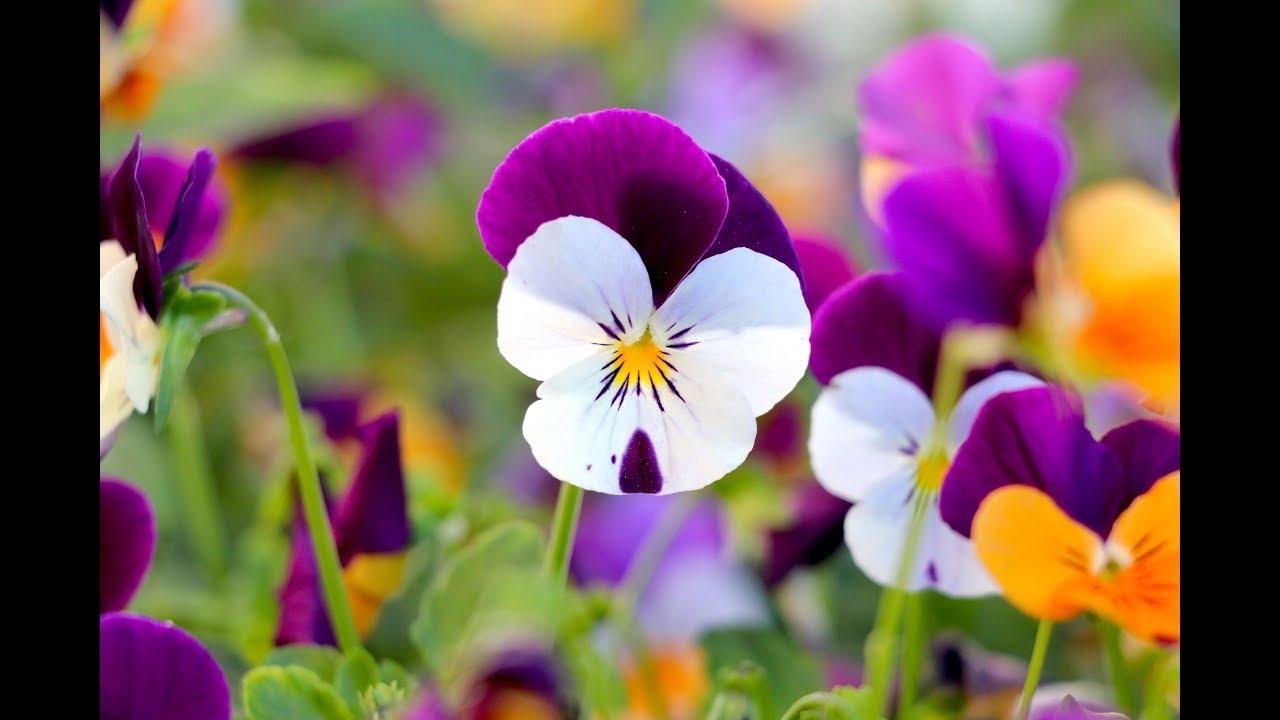 Amazing Garden Tour in the City - Edible Flowers for Breakfast - Jake & Nicole