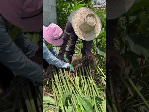 ปลูกข่าเกษตรแดงใหญ่ ขุดขายต้นพันธุ์ สร้างรายได้  คนบ้านเฮาพออยู่พอกิน