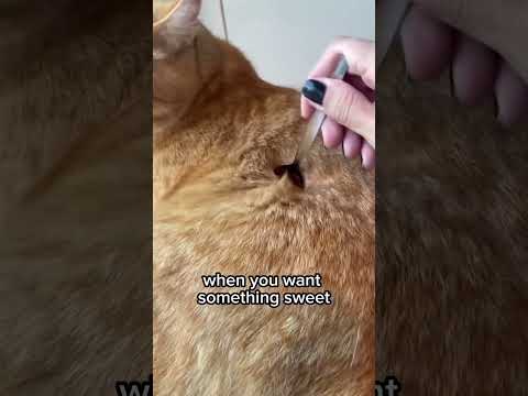 When you want #幸福之歌 #funny #funnyanimal #funnyanimal #一起玩耍一起成长真好呀