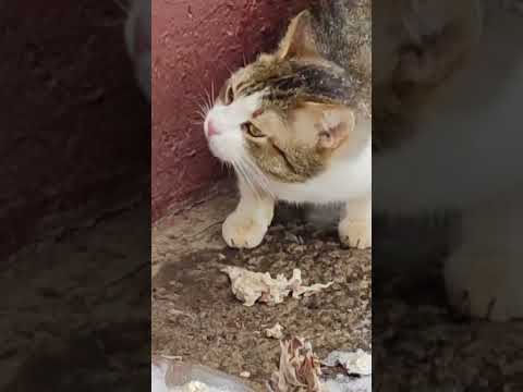 Кормлю уличного кота