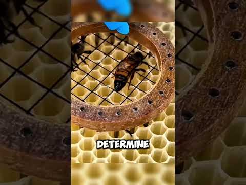 Why Do Beekeepers Mark the Queen Bee? 🐝