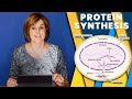 Protein Synthesis Concepts