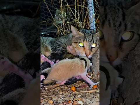 Newborn kittens calls for help, umbilical cord stuck together... #shorts