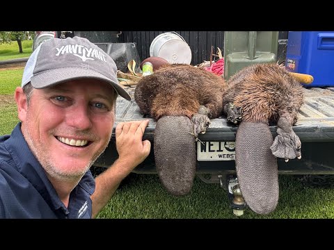 Big Beaver Trapping and Taking the Family out on the Boat.