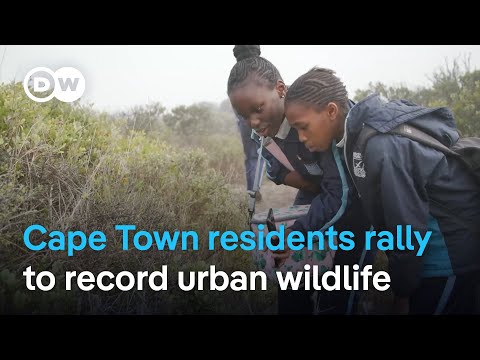 YouTube video thumbnail: Cape Town Residents Rally to Record Urban Wildlife